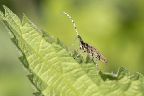 Agapanthia villosoviridescens